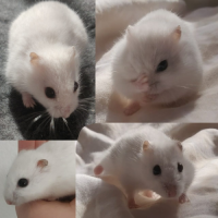 Petite hamster russe
