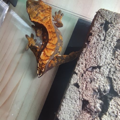 Gecko à crête mâle tailess