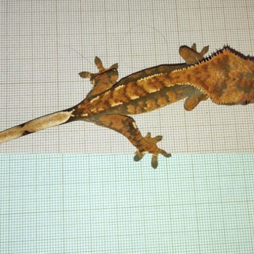 Jeune gecko à crête femelle