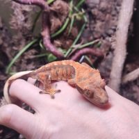 Jeune gecko à crête femelle #2