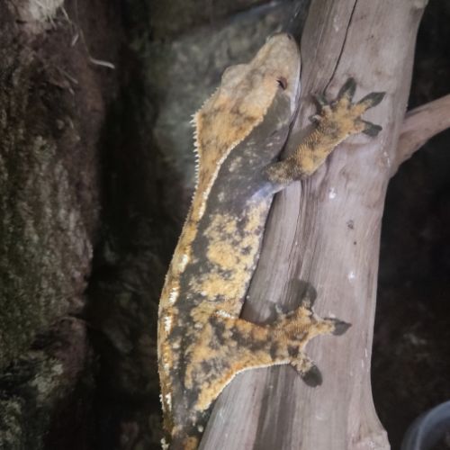 Mâle gecko à crête