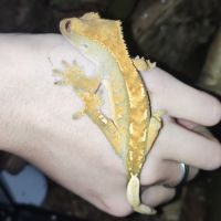 Mâle gecko à crête #1