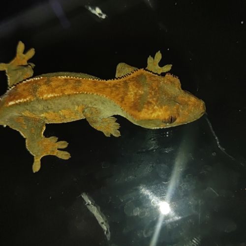 Gecko à crête femelle