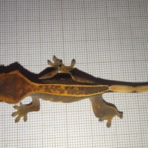Jeune gecko à crête fullpinstripe