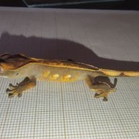 Jeune gecko à crête fullpinstripe #2