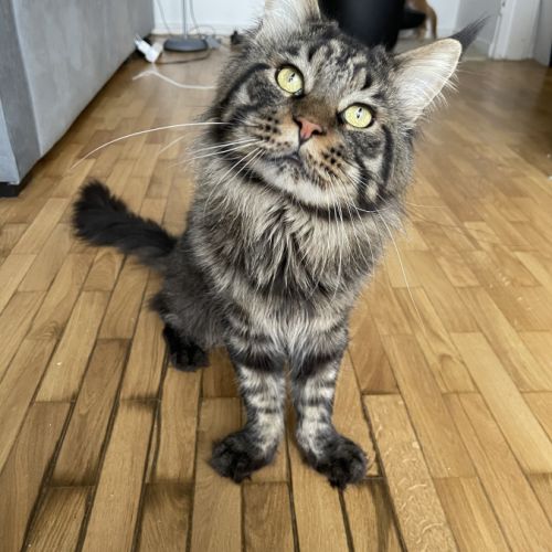 Vente chaton maine coon loof #2