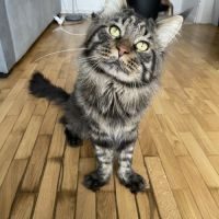 Vente chaton maine coon loof #2
