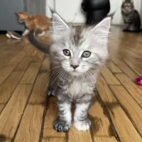 Vente chaton maine coon loof #3