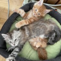 Vente chaton maine coon loof #4