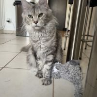 Vente chaton maine coon loof #5