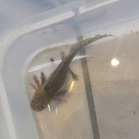 Axolotls 10/15cm à vendre #3