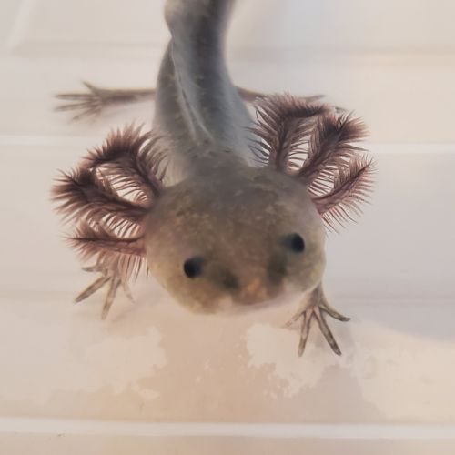 Axolotl mélanique sauvage #2