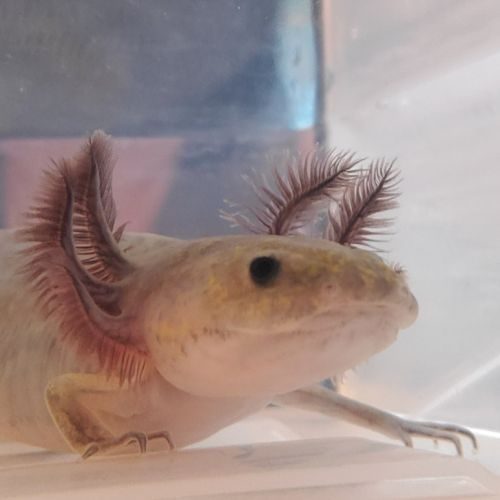 Axolotl mélanique sauvage #3