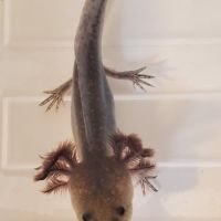 Axolotl mélanique sauvage #1