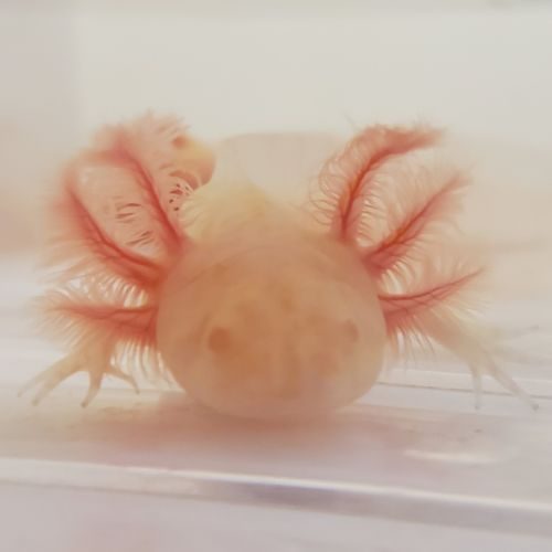 Axolotl gold