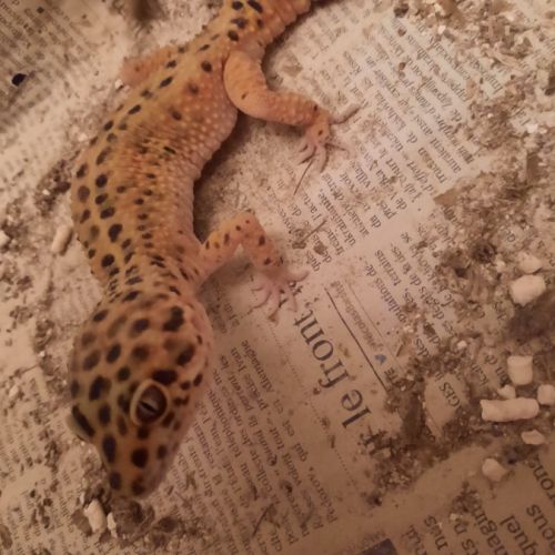 Vend mâle gecko leopard #0