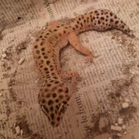 Vend mâle gecko leopard #1