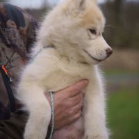 Chiot husky de sibérie mâle cuivre aux yeux ambres #4