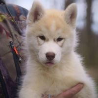 Chiot husky de sibérie mâle cuivre aux yeux ambres #6
