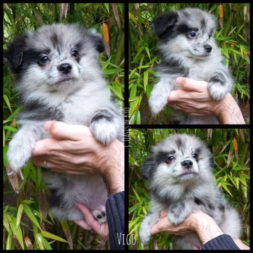Chiot type pomchi (spitz x chihuahua) disponible