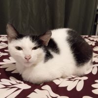 Pompom, adorable jeune chat à l'adoption #0