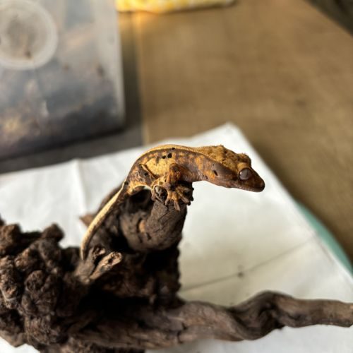 Crested gecko - juveniles - lilyw x fire harlequin #2