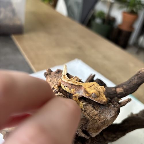 Crested gecko - juveniles - lilyw x fire harlequin