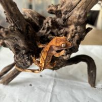 Crested gecko - juveniles - lilyw x fire harlequin #1