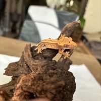 Crested gecko - juveniles - lilyw x fire harlequin #3