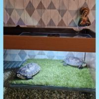 Donne 2 tortue #2