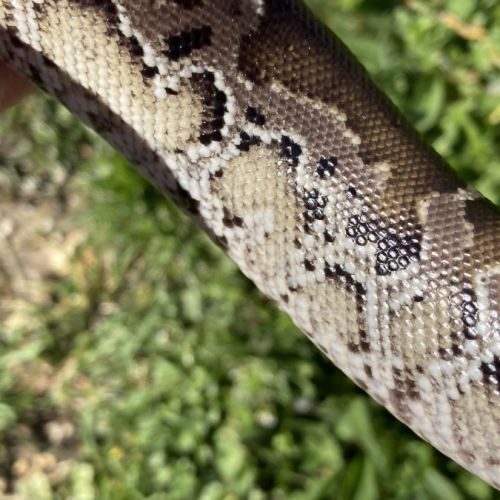 Python curtus black sumatra #4