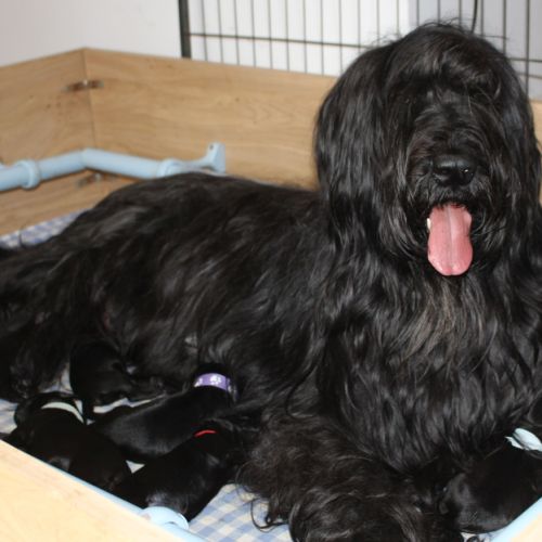 Chiot Briard A Vendre