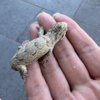 Gecko géant de nouvelle-calédonie