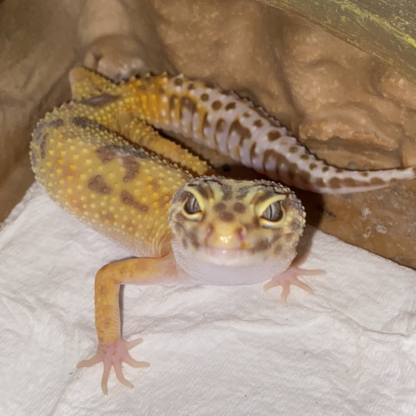 Gecko léopard #0