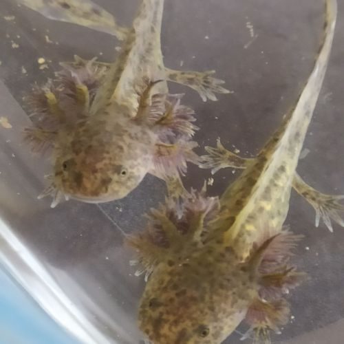 Axolotl disponibles à la réservation