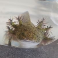 Axolotl disponibles à la réservation #1