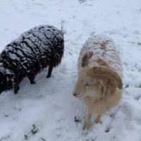 Chèvre naine et moutons d'ouessant #3