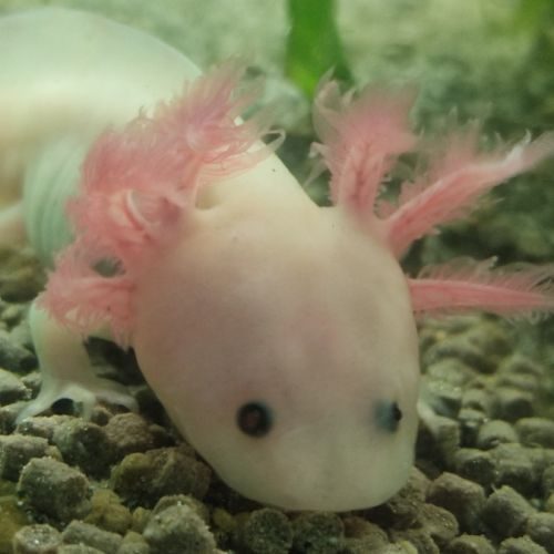Jeunes axolotl leucitique