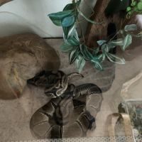 2 pythons regius mâle #5