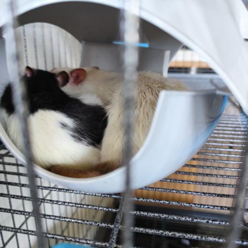 Deux rats, albinos siamois et noir et blanc #1