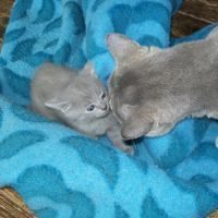 A réserver adorables chatons chartreux  loof #1