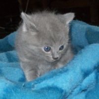 A réserver adorables chatons chartreux  loof #2