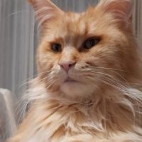 Chatons maine coon cherchent nid douillet