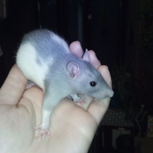3 bébés rats ratons femelles à adopter #1