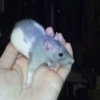 3 bébés rats ratons femelles à adopter #1