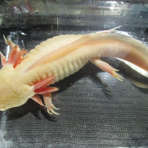 Jeune axolotl 35 cm #0