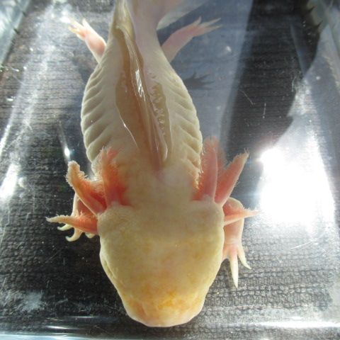 Jeune axolotl 35 cm #2
