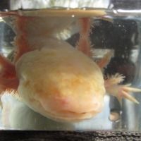 Jeune axolotl 35 cm #3