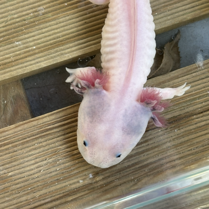 Axolotls rares disponibles.