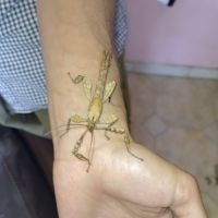 Extatosoma tiaratum-phasmes scorpions